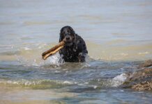 Ile bierze firma za sprowadzenie auta z USA? Ile bierze firma za sprowadzenie auta z USA?