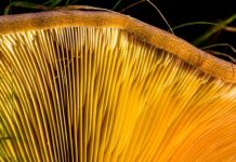 Czy listwy mają bezpieczniki? Czy listwy mają bezpieczniki?